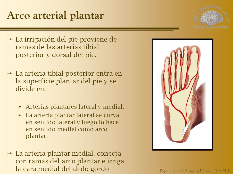 Arco arterial plantar La irrigación del pie proviene de ramas de las arterias tibial posterior y dorsal del pie.