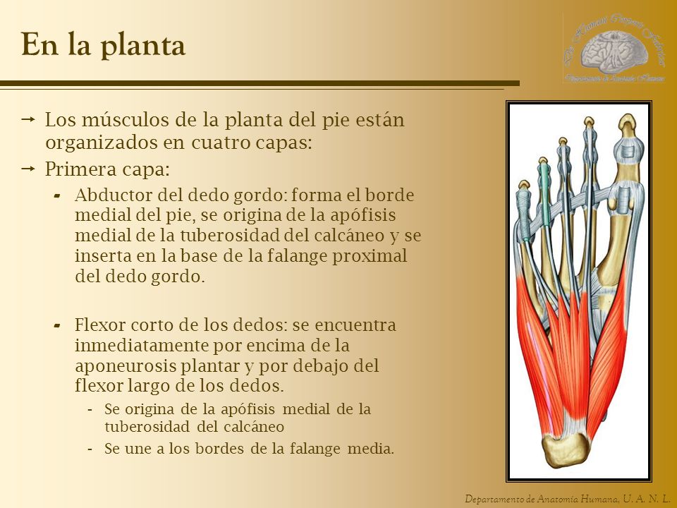 En la planta Los músculos de la planta del pie están organizados en cuatro capas: Primera capa: