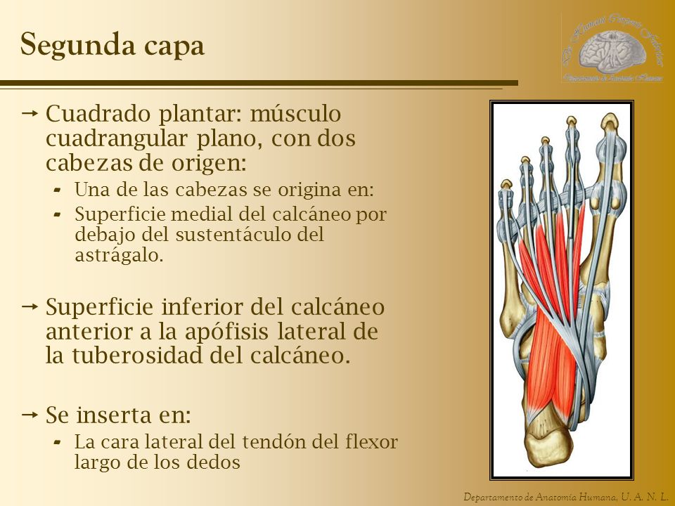 Segunda capa Cuadrado plantar: músculo cuadrangular plano, con dos cabezas de origen: Una de las cabezas se origina en: