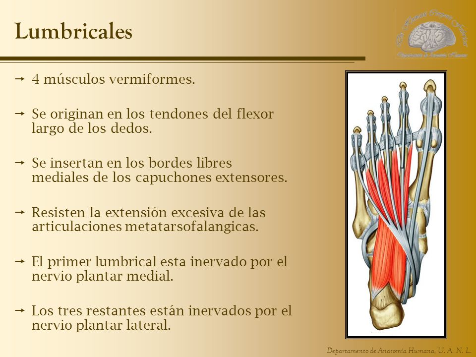 Lumbricales 4 músculos vermiformes.