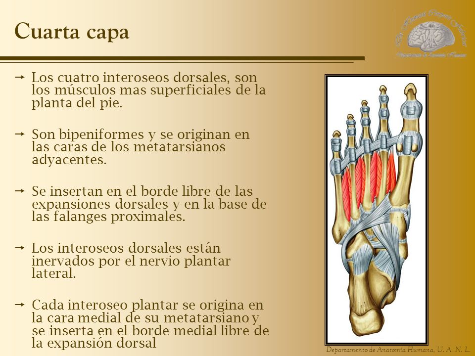 Cuarta capa Los cuatro interoseos dorsales, son los músculos mas superficiales de la planta del pie.