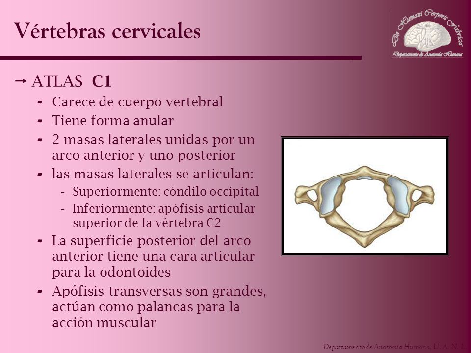 Vértebras cervicales ATLAS C1 Carece de cuerpo vertebral