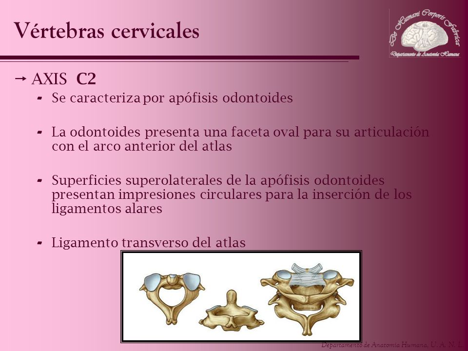 Vértebras cervicales AXIS C2 Se caracteriza por apófisis odontoides