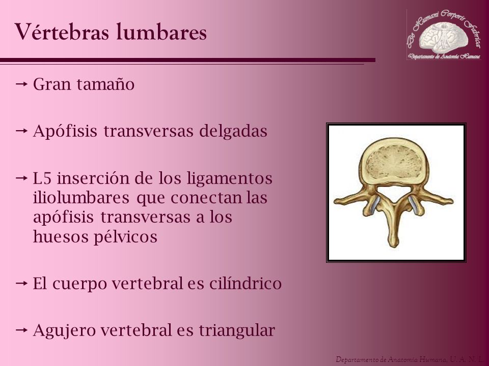 Vértebras lumbares Gran tamaño Apófisis transversas delgadas