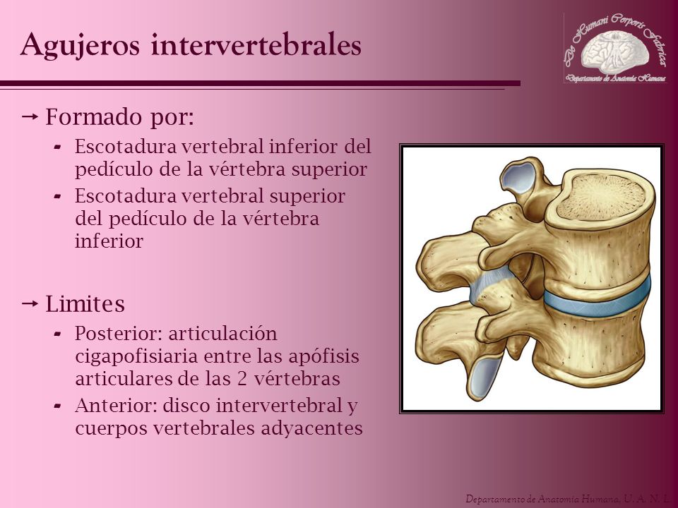 Agujeros intervertebrales