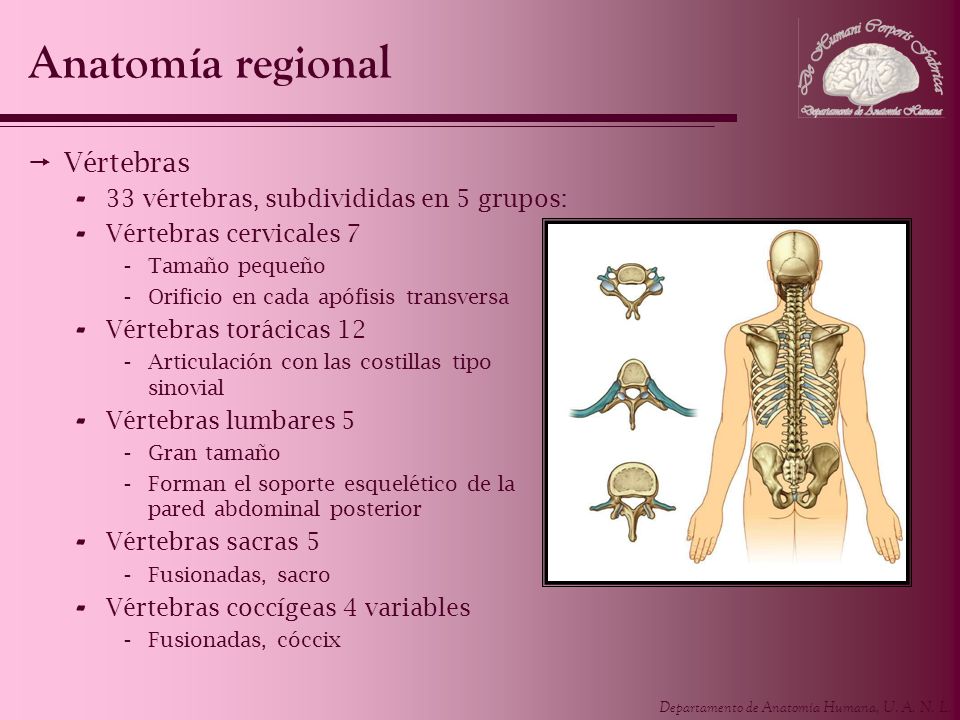Anatomía regional Vértebras 33 vértebras, subdivididas en 5 grupos: