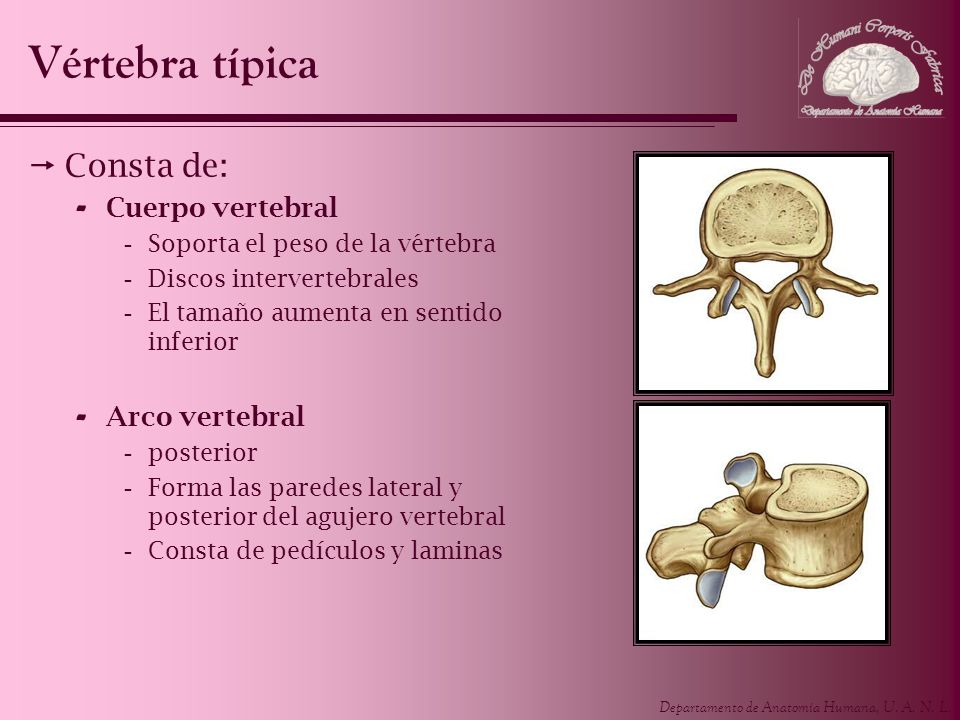 Vértebra típica Consta de: Cuerpo vertebral Arco vertebral