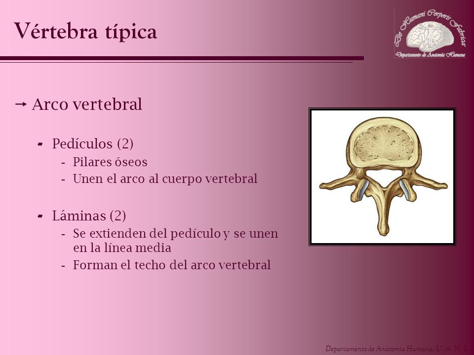 Vértebra típica Arco vertebral Pedículos (2) Láminas (2) Pilares óseos