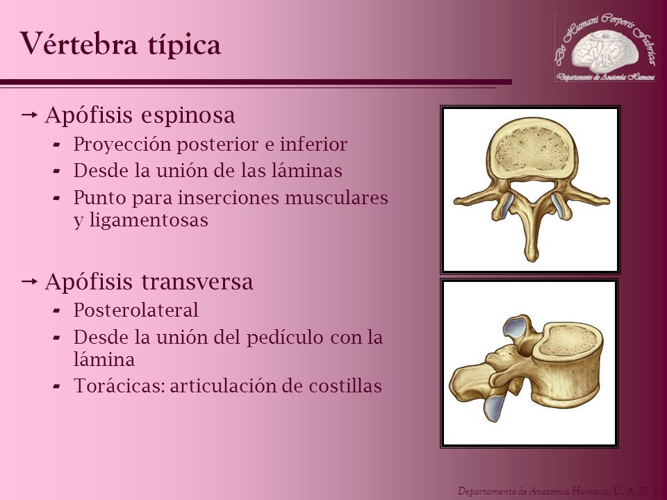 Vértebra típica Apófisis espinosa Apófisis transversa