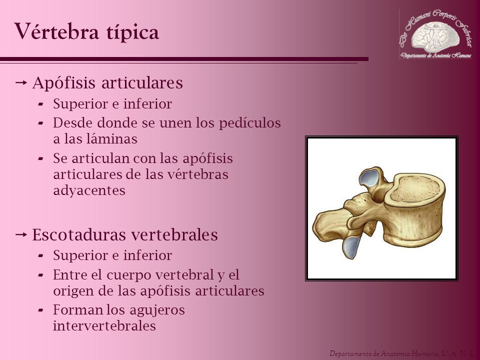 Vértebra típica Apófisis articulares Escotaduras vertebrales