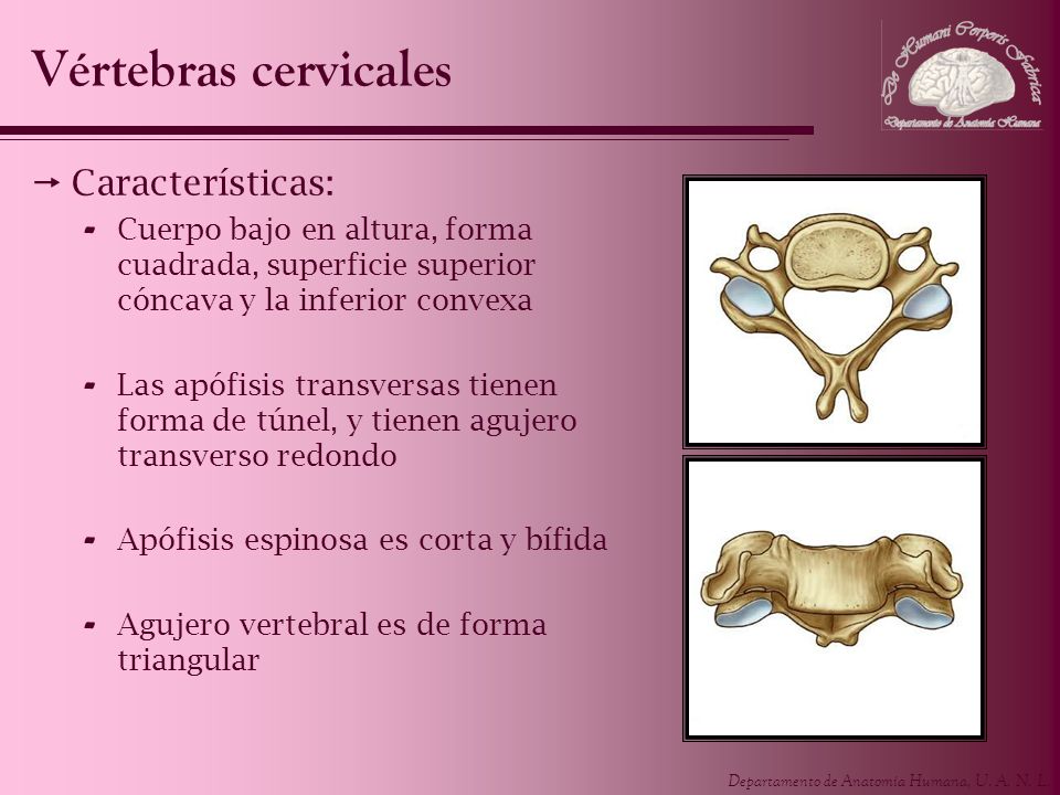 Vértebras cervicales Características:
