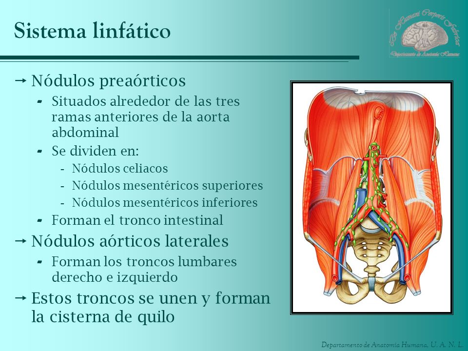 Sistema linfático Nódulos preaórticos Nódulos aórticos laterales