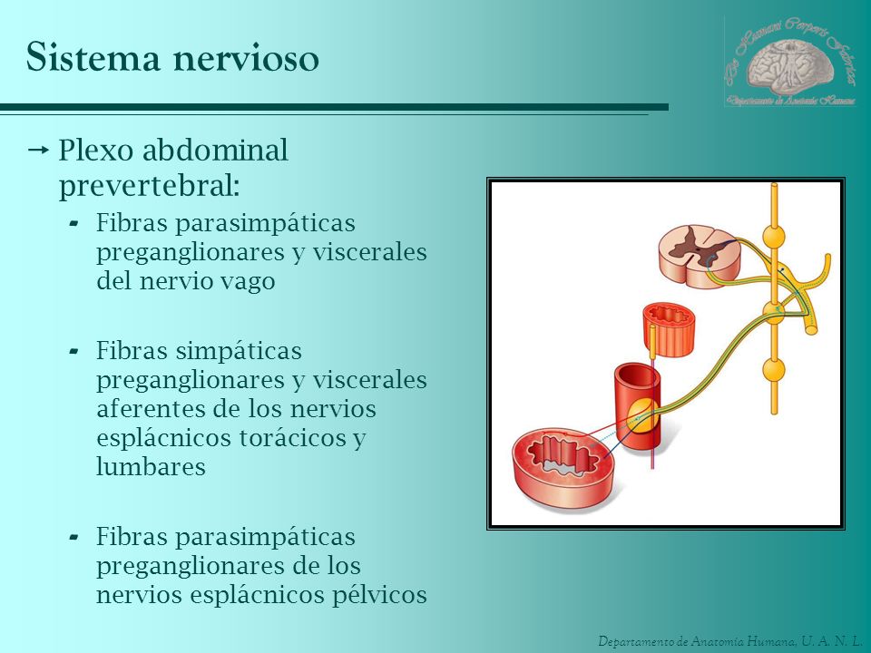 Sistema nervioso Plexo abdominal prevertebral: