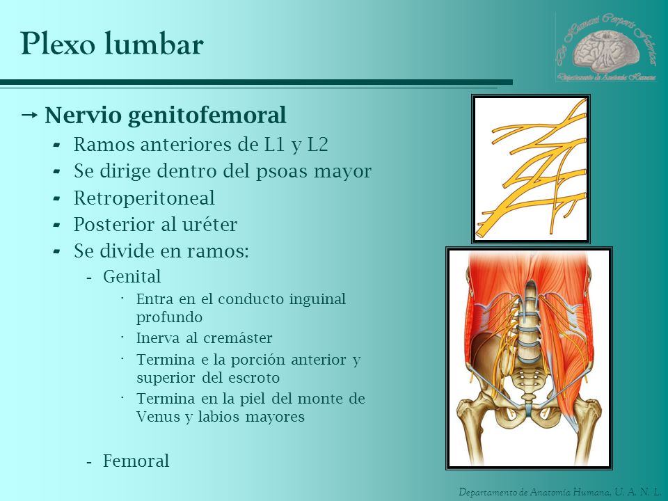 Plexo lumbar Nervio genitofemoral Ramos anteriores de L1 y L2
