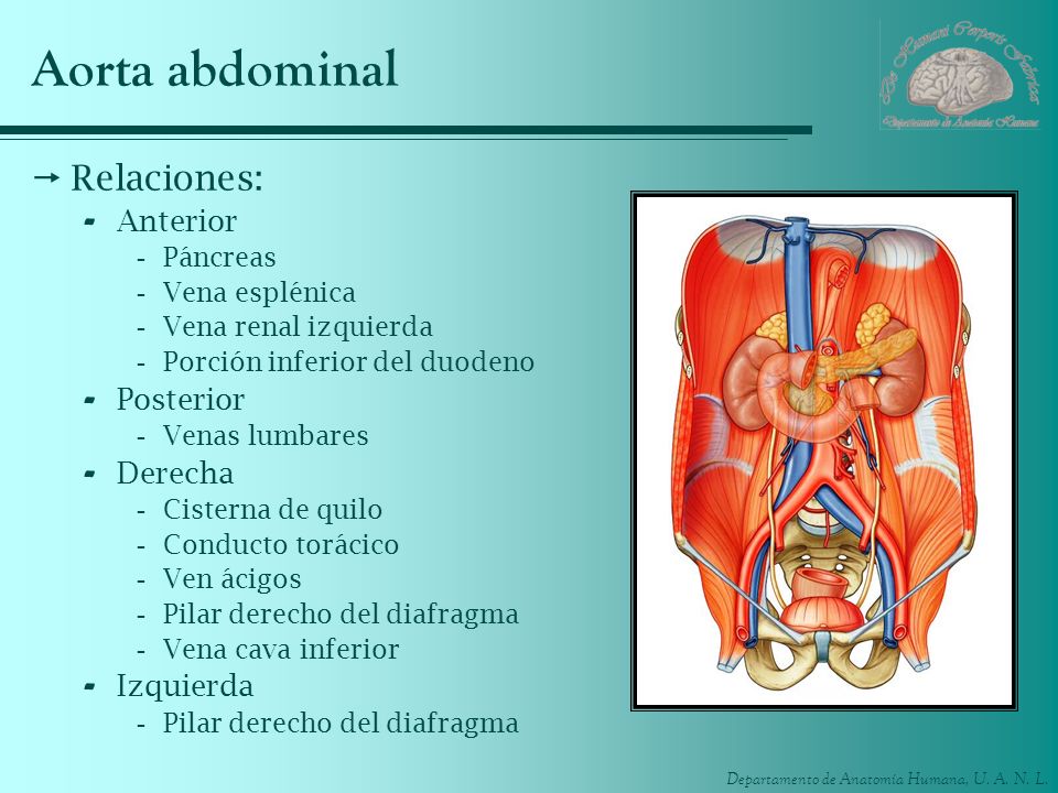 Aorta abdominal Relaciones: Anterior Posterior Derecha Izquierda