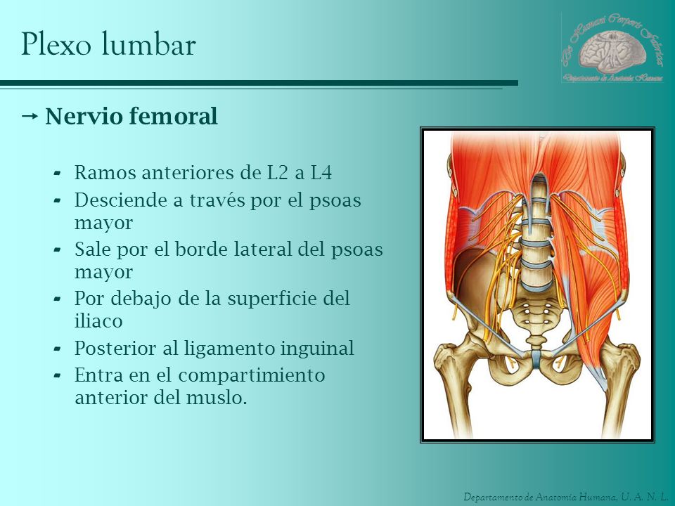 Plexo lumbar Nervio femoral Ramos anteriores de L2 a L4