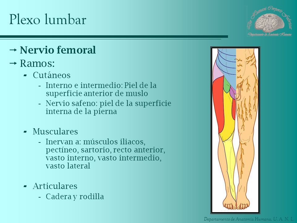 Plexo lumbar Nervio femoral Ramos: Cutáneos Musculares Articulares