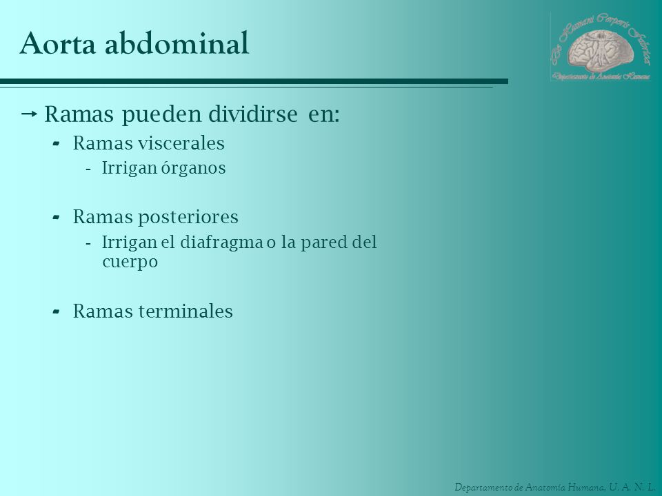 Aorta abdominal Ramas pueden dividirse en: Ramas viscerales