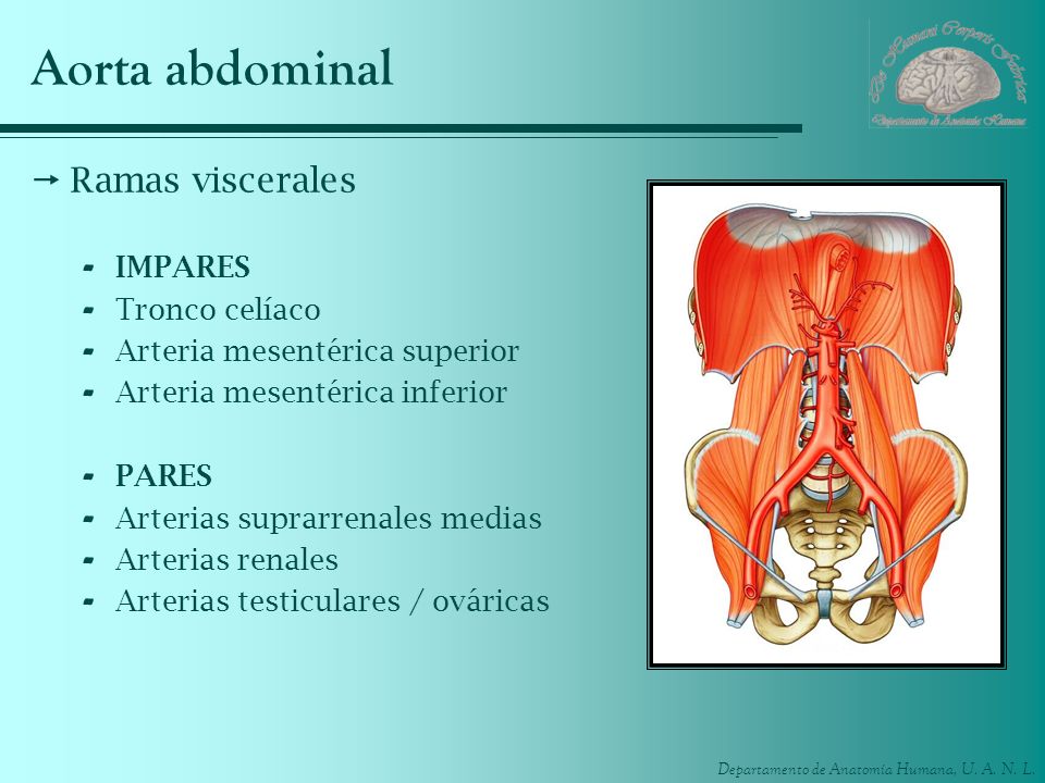 Aorta abdominal Ramas viscerales IMPARES Tronco celíaco