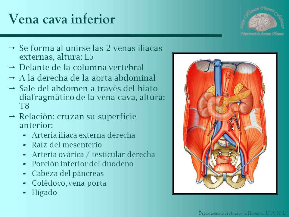 Vena cava inferior Se forma al unirse las 2 venas iliacas externas, altura: L5. Delante de la columna vertebral.