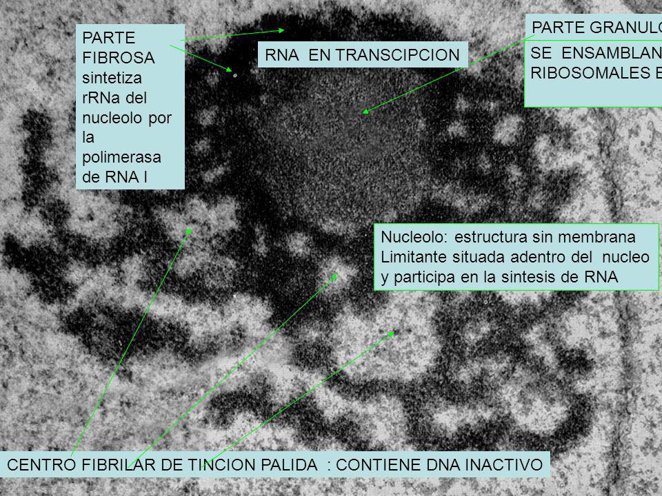 PARTE GRANULOSA PARTE FIBROSA sintetiza rRNa del nucleolo por la polimerasa de RNA I. RNA EN TRANSCIPCION.