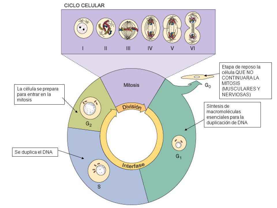 Etapa de reposo la célula QUE NO CONTINUARA LA MITOSIS (MUSCULARES Y NERVIOSAS)