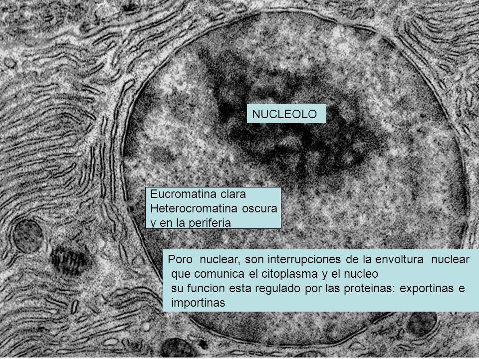 NUCLEOLO Eucromatina clara. Heterocromatina oscura. y en la periferia. Poro nuclear, son interrupciones de la envoltura nuclear.
