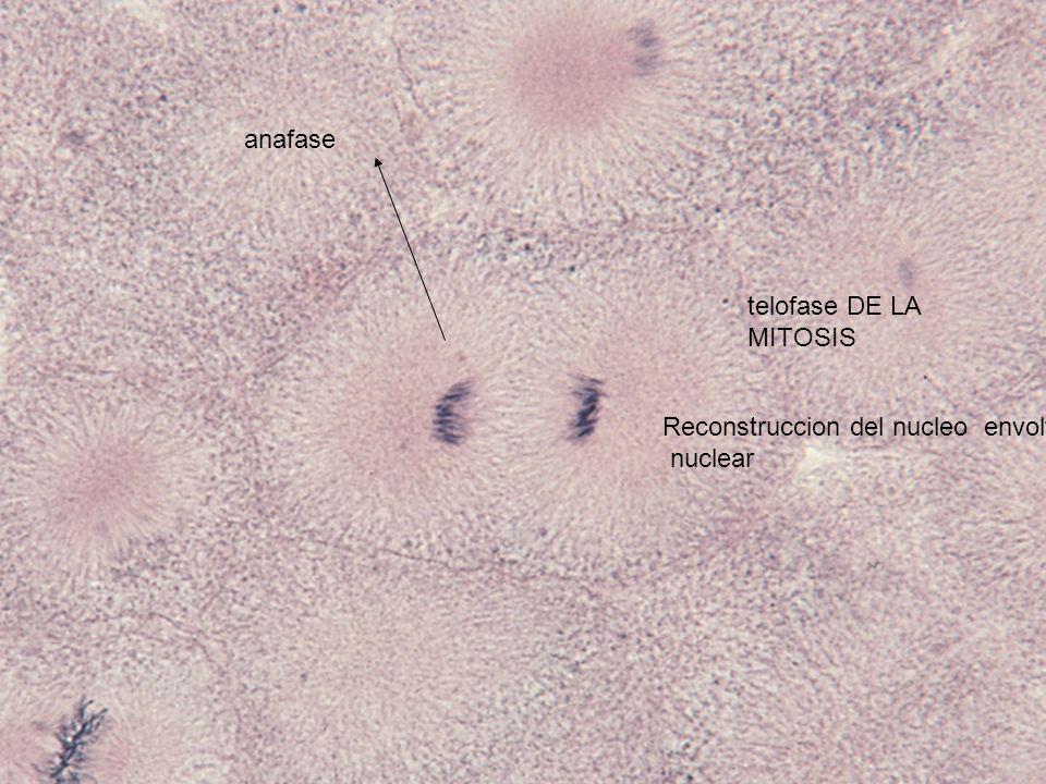 anafase telofase DE LA MITOSIS Reconstruccion del nucleo envoltura nuclear