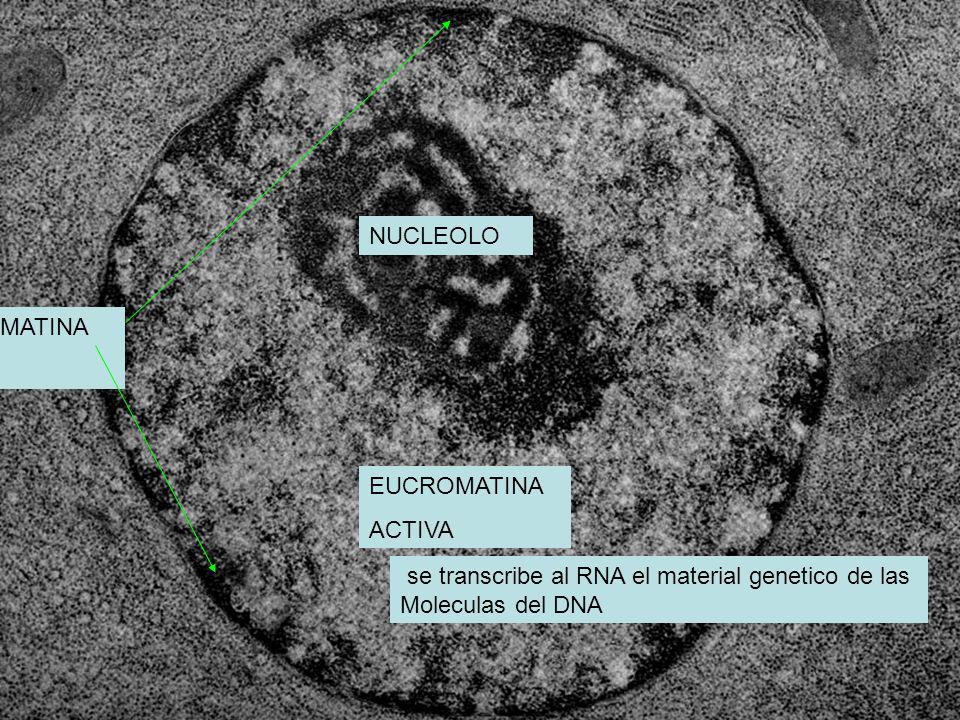 NUCLEOLO HETEROCROMATINA. INACTIVA. EUCROMATINA. ACTIVA. se transcribe al RNA el material genetico de las.