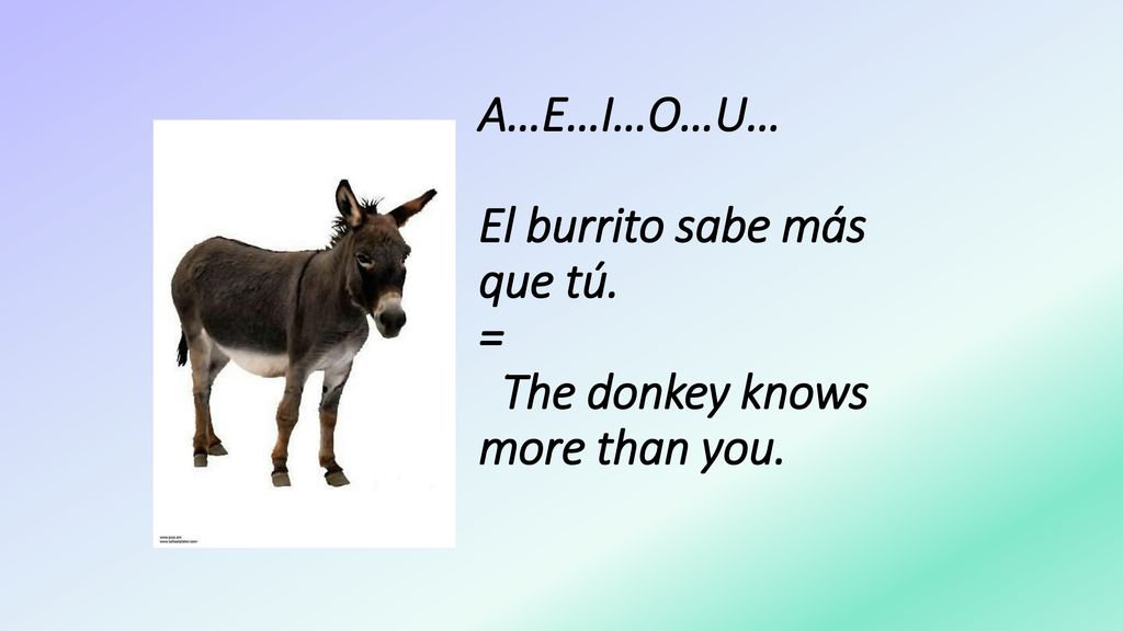 A…E…I…O…U… El burrito sabe más que tú. = The donkey knows more than you.