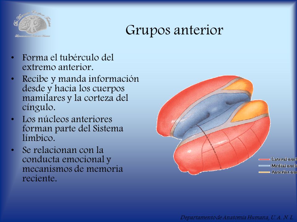Grupos anterior Forma el tubérculo del extremo anterior.