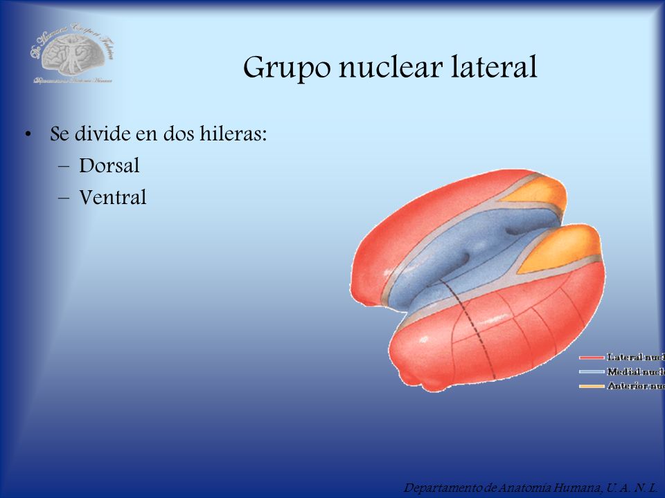 Grupo nuclear lateral Se divide en dos hileras: Dorsal Ventral