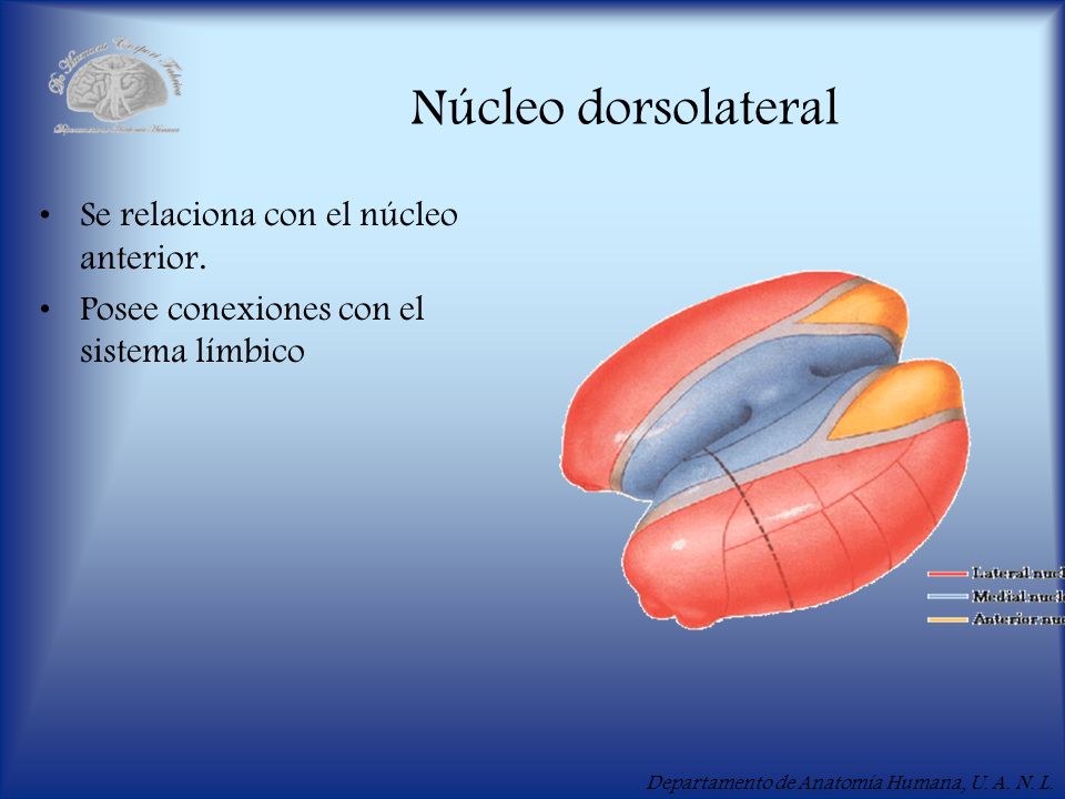 Núcleo dorsolateral Se relaciona con el núcleo anterior.