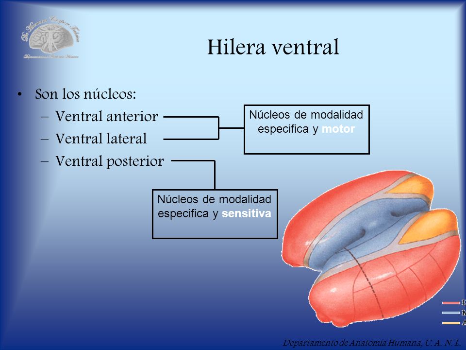Hilera ventral Son los núcleos: Ventral anterior Ventral lateral