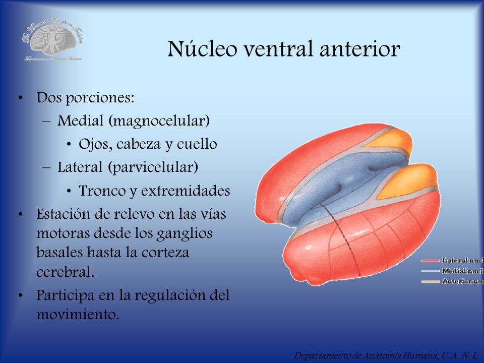 Núcleo ventral anterior