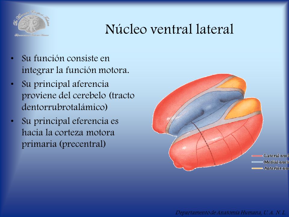 Núcleo ventral lateral