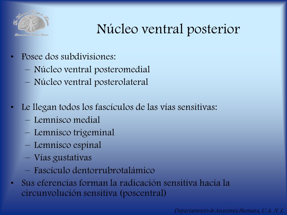 Núcleo ventral posterior