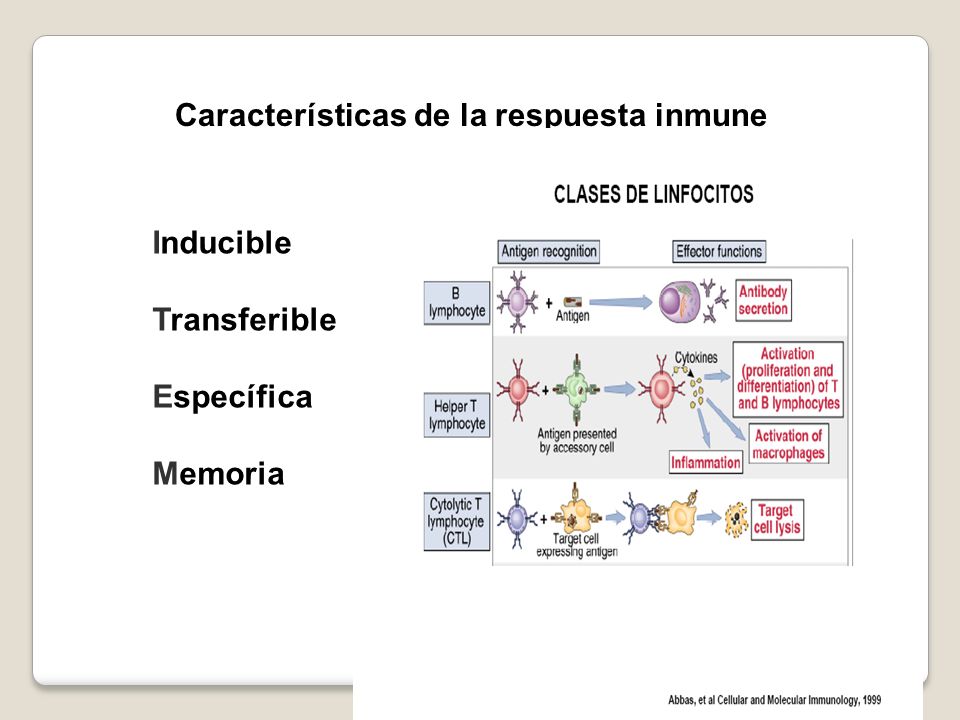 Características de la respuesta inmune