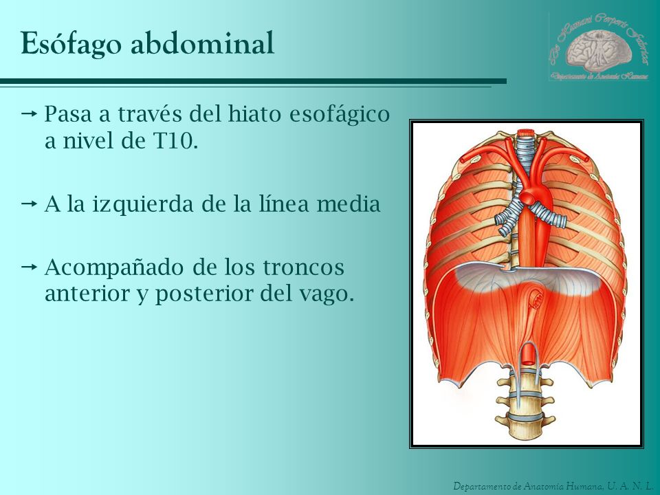 Esófago abdominal Pasa a través del hiato esofágico a nivel de T10.