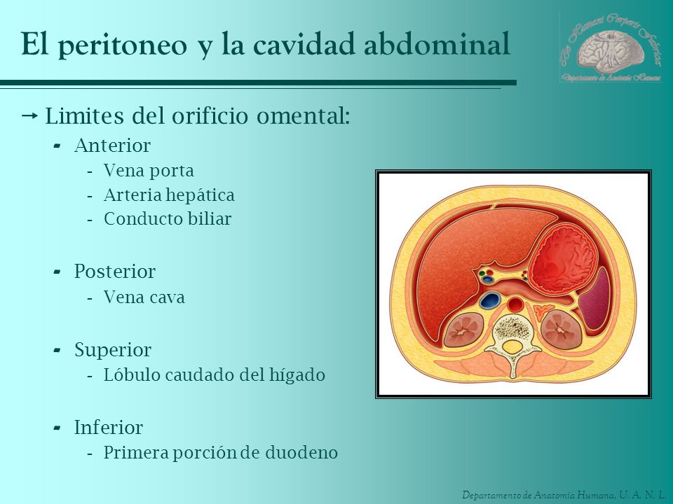 El peritoneo y la cavidad abdominal