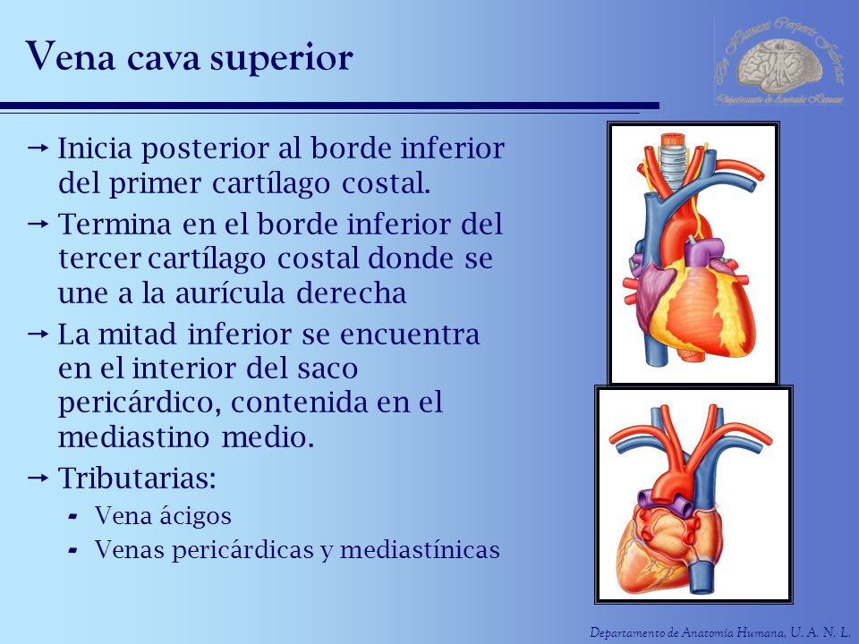 Vena cava superior Inicia posterior al borde inferior del primer cartílago costal.