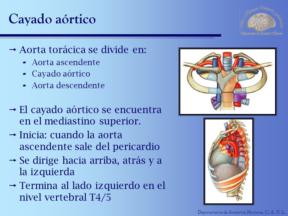 Cayado aórtico Aorta torácica se divide en: