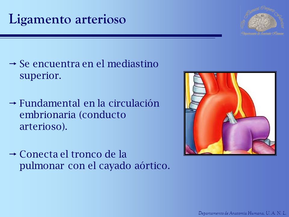 Ligamento arterioso Se encuentra en el mediastino superior.