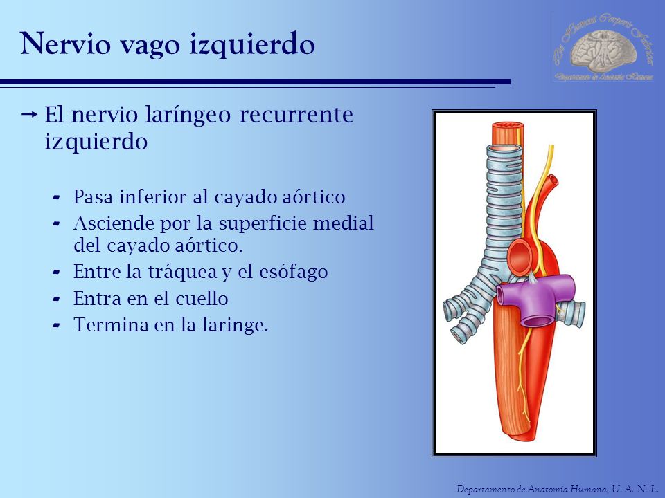 Nervio vago izquierdo El nervio laríngeo recurrente izquierdo