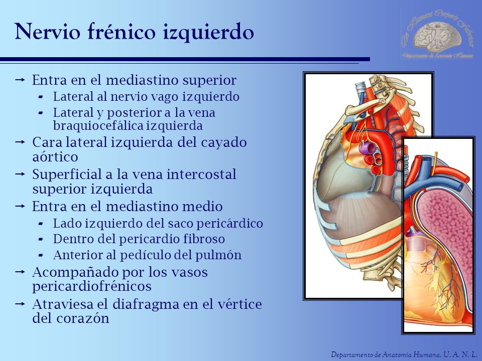 Nervio frénico izquierdo
