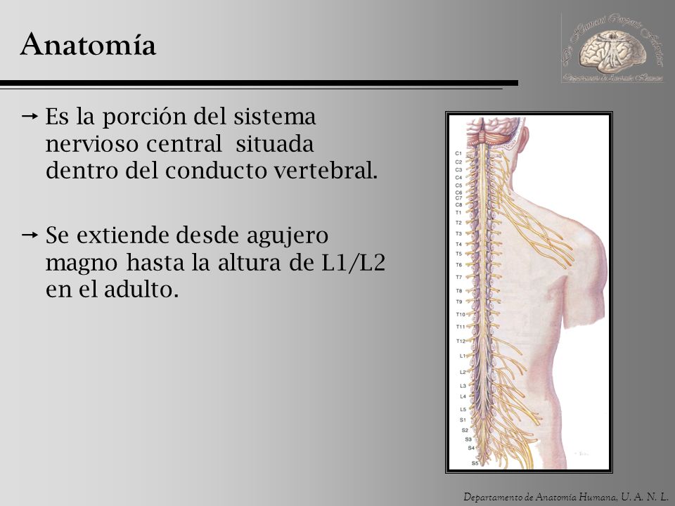 Anatomía Es la porción del sistema nervioso central situada dentro del conducto vertebral.