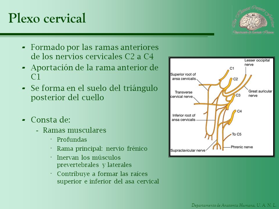Plexo cervical Formado por las ramas anteriores de los nervios cervicales C2 a C4. Aportación de la rama anterior de C1.