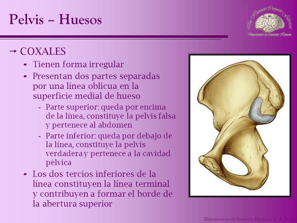 Pelvis – Huesos COXALES Tienen forma irregular