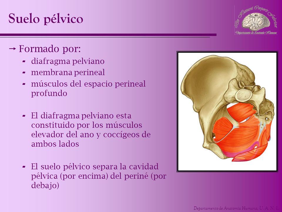 Suelo pélvico Formado por: diafragma pelviano membrana perineal