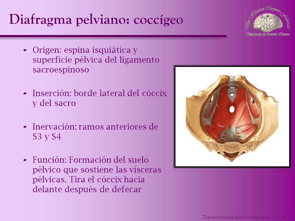 Diafragma pelviano: coccígeo